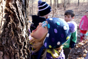 Young girl wearing blue glasses and a polka-dot hat opens her mouth to catch sap from a maple tree